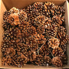 MED. PICKED PINE CONE LAQUERED 100PC CASE