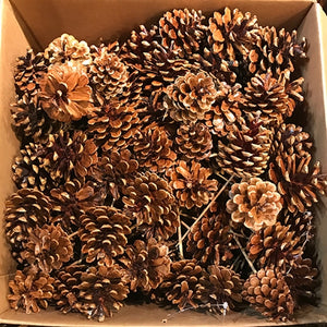 MED. PICKED PINE CONE LAQUERED 100PC CASE