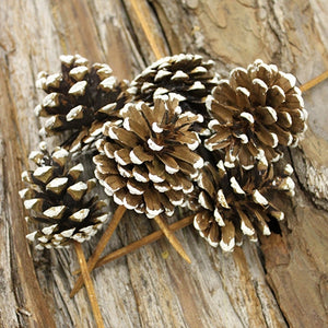 * SMALL PICKED PINE CONE FROSTED 100PC CASE