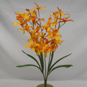 DENDROBIUM ORCHID X5 YELLOW EACH