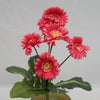 MINI GERBERA DAISY PLANT ROSE