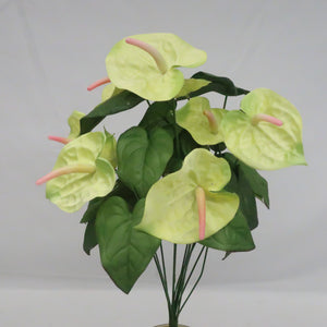 anthurium bush IMG_0788_1_300x.jpg?v=1586267397
