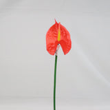 25 LARGE ANTHURIUM RED EACH