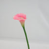25 CALLA LILY PINK EACH