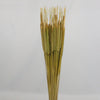 PENCIL CATTAILS LT GREEN 50STEMS PKG