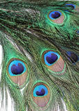 PEACOCK FEATHERS 30-35 NATURAL PKG