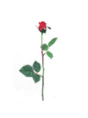 23 PLANTERS ROSE BUD RED***  EACH